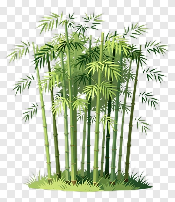 Bamboo Grove PNG