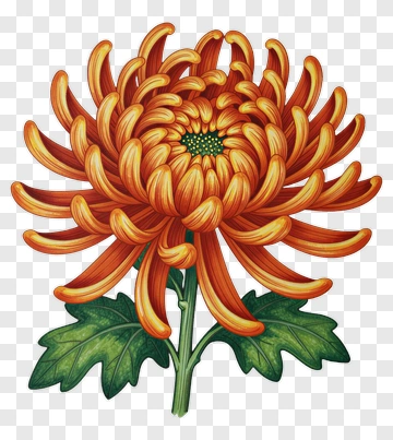 Orange Chrysanthemum With Green Leaves PNG