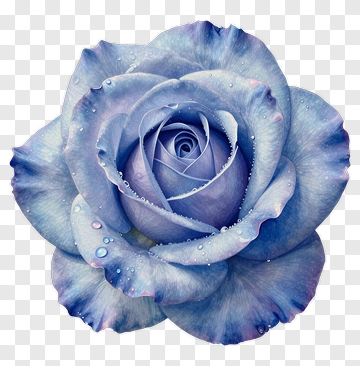 Blue Rose With Dewdrops PNG