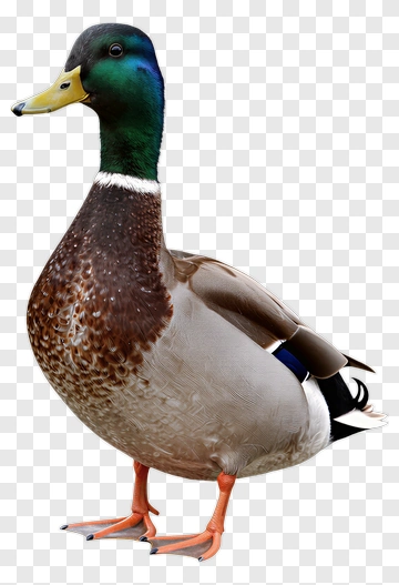 Male Duck PNG