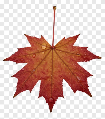 Autumn Maple Leaf With Water Droplets PNG