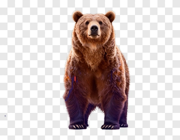 Bear And Stock Chart PNG