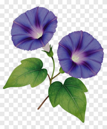 Purple Morning Glory Flower With Green Leaves PNG