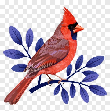 Red Cardinal On Branch With Blue Leaves PNG