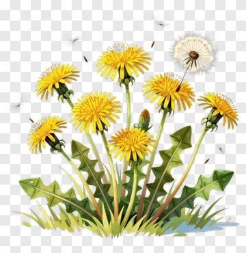 Dandelion Flower With Seeds PNG
