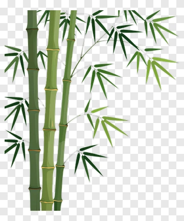 Bamboo PNG