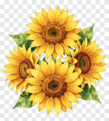 Sunflower Bouquet PNG