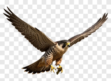 Falcon In Flight PNG