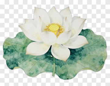 White Lotus Flower With Green Leaf PNG