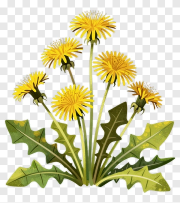 Dandelion PNG