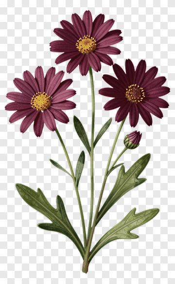 Purple Daisy With Yellow Center PNG