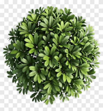Round Green Tree PNG