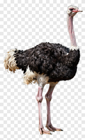 Ostrich Standing PNG