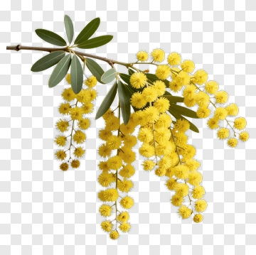Acacia Flower Branch With Yellow Blossoms PNG