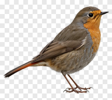 Robin With Orange Breast PNG