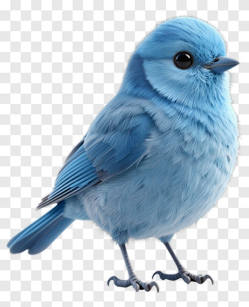 Blue Bird Portrait PNG