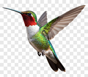 Hummingbird In Flight PNG