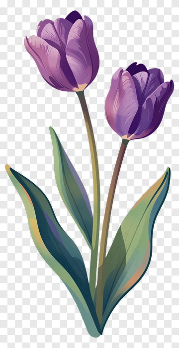 Purple Tulips With Green Leaves PNG