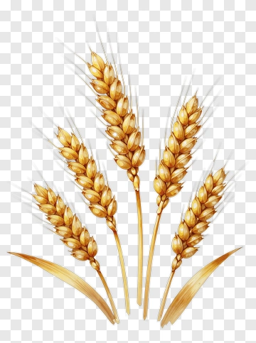Golden Wheat Ears PNG