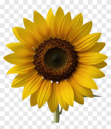 Sunflower In Full Bloom PNG