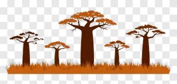 Baobab Trees In Sunset PNG