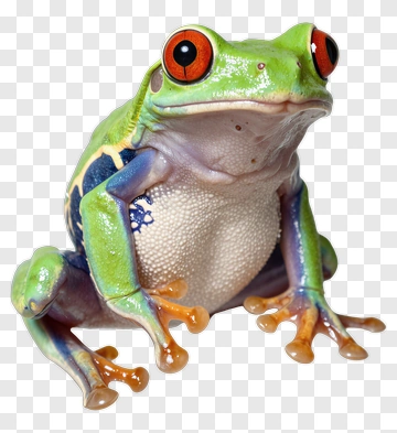 Tree Frog With Red Eyes PNG