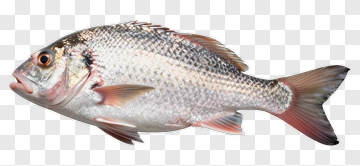 Silver Fish With Pink Fins PNG