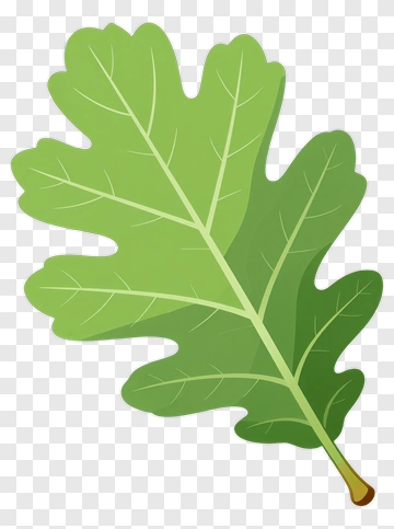 Oak Leaf PNG