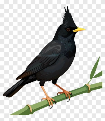 Black Bird Perched On Bamboo PNG