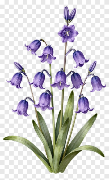 Bluebell Flower With Green Leaves PNG