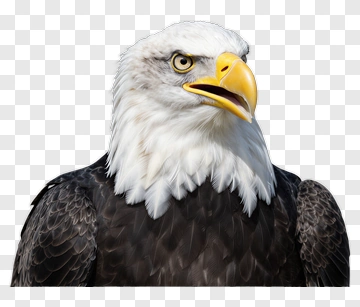 Eagle With White Head And Yellow Beak PNG