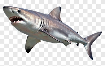 Shark In Gray Background PNG