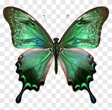 Green Butterfly With Black And Brown Edges PNG