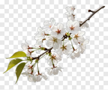 Cherry Blossom Branch With Green Leaves PNG