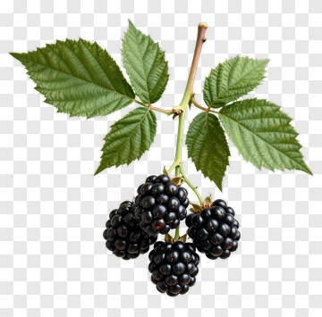 Blackberry With Leaves On Branch PNG