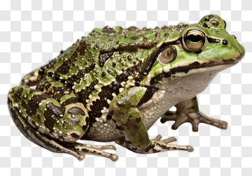 Green Frog With Brown Spots PNG