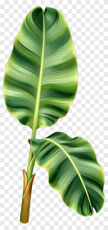 Banana Leaf PNG