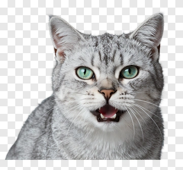 Gray Cat With Green Eyes PNG