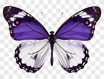 Purple And White Butterfly PNG