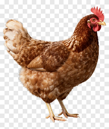 Brown Hen With Red Comb PNG