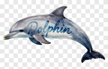 Dolphin PNG