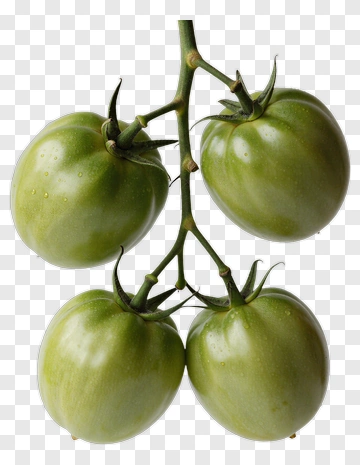 Green Tomatoes On Vine PNG