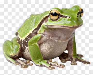 Green Frog With Brown Spots PNG