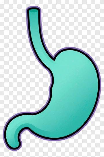 Cartoon Stomach PNG