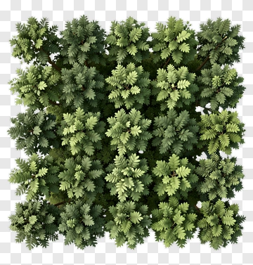 Top View Of Lush Green Foliage PNG