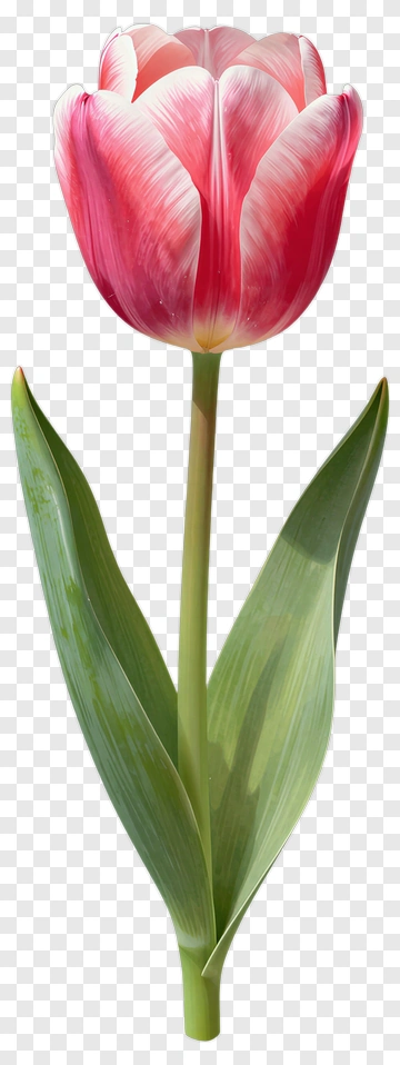 Pink Tulip With Green Leaves PNG