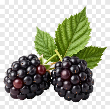 Fresh Blackberries With Green Leaves PNG