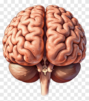 Human Brain Anatomy Illustration PNG