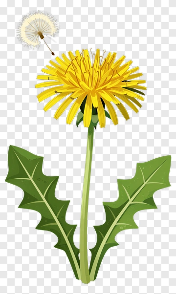 Dandelion With Seed Head PNG