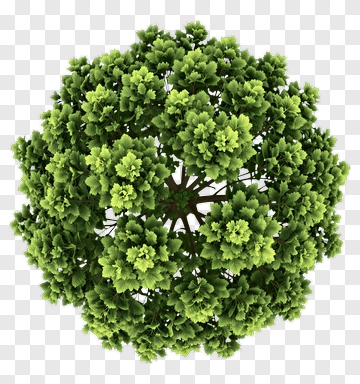 Top View Of A Lush Green Tree PNG